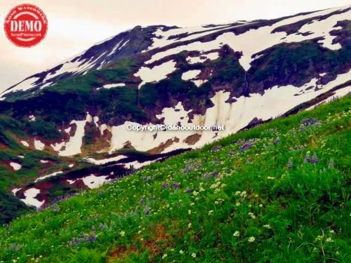 Alaska Lupine Mountains Juneau  