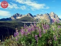 Lupine Wildflowers Sawtooth Fishhook 