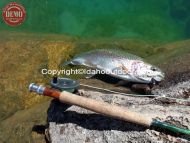 Rainbow Trout Pioneer Mountains