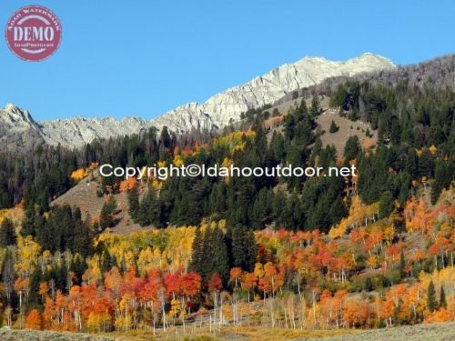 Pioneer Mountain Fall Colors