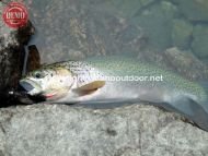 Cutthroat Trout Sawtooth Wilderness