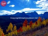 Fall Colors Fishhook Ridge Aspens Sawtooth