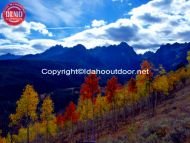 Fishhook Ridge Aspens Sawtooths Fall Colors