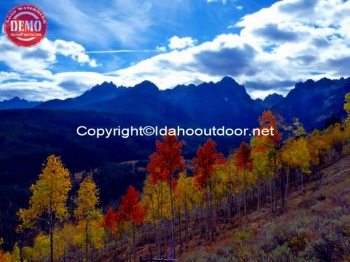 Fishhook Ridge Aspens Sawtooths Fall Colors