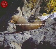 Sea Lion New Zealand Milford Sound
