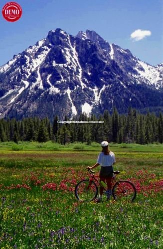 Wildflowers McGown Peak Mountain Bikers