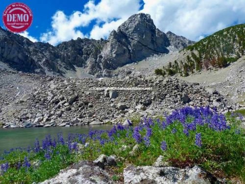 Lupine Pyramid Peak Pioneer Mountains