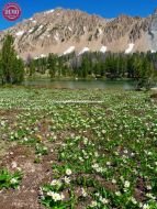 White Cloud Wildflowers Ants Basin