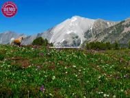 White Cloud Mountains Wildflowers Sophie 