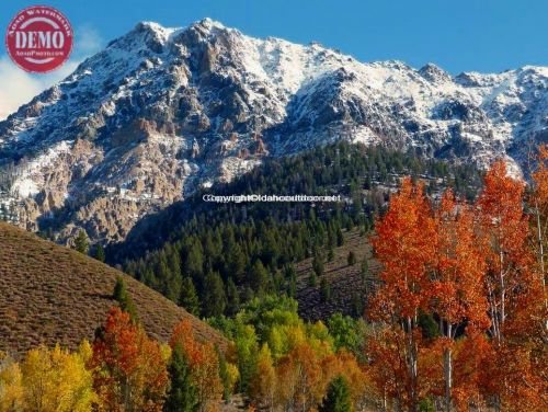 Boulder Mountain Fall Colors 