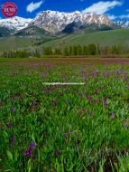 Wild Flowers Boulder Mountain