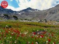 Wildflowers Surprise Valley Standhope Peak