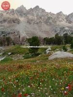 Wildflowers Surprise Valley Serrated Ridge