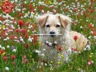 Sophie Wildflowers Surprise Valley