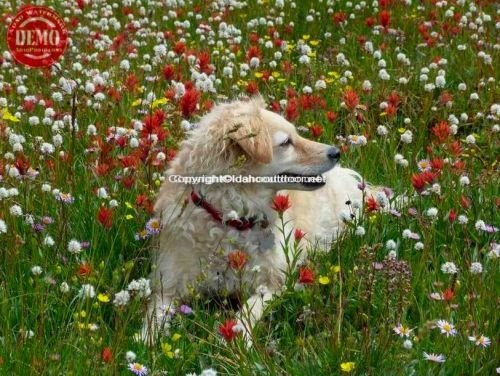 Wildflowers Surprise Valley Sophie