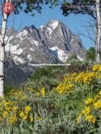 Wildflowers Fishhook Ridge Horstman Peak