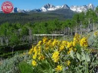 Wildflowers Fishhook Ridge Sawtooths