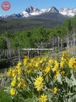 Sawtooths Wildflowers Fishhook Ridge