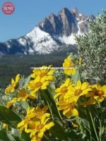 Wildflowers Fishhook Ridge Mount Heyburn