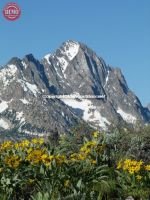 Horstman Peak Wildflowers Fishhook Ridge