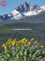 Fishhook Ridge Mount Heyburn Wildflowers