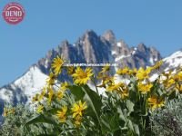 Wildflowers Fishhook Ridge Mount Heyburn