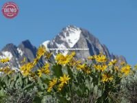 Wildflower Fishhook Ridge Horstman Peak