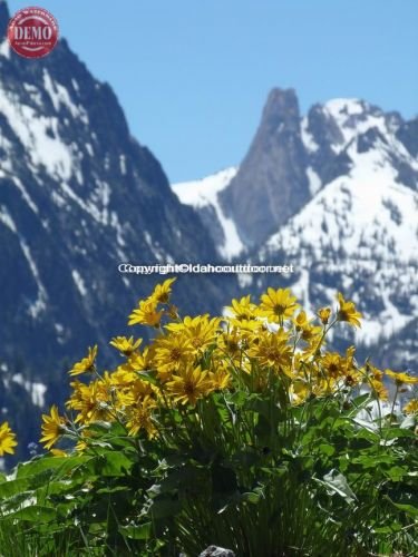 Wildflowers Forward Sawtooth Spire