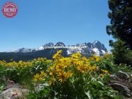 Sawtooth Wilderness Wildflowers