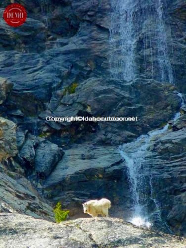 Mountain Goat Waterfall Sawtooths