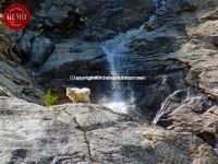 Waterfall Mountain Goat Sawtooth