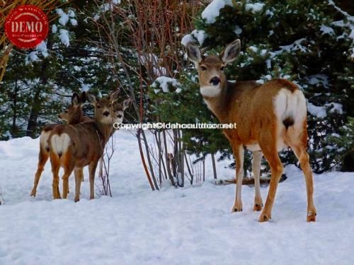 Deer Salmon River Winter