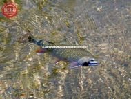 Elk Meadows Brook Trout