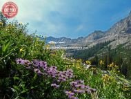 Pioneer Mtns Kane Canyon Wildflowers