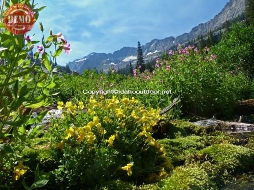 Wildflowers Pioneer Mtns Kane Canyon