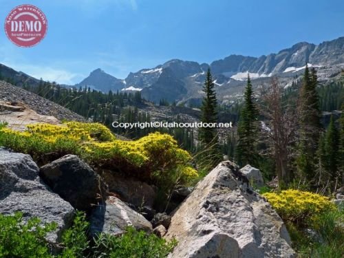 Wildflowers Kane Creek Canyon Pioneers