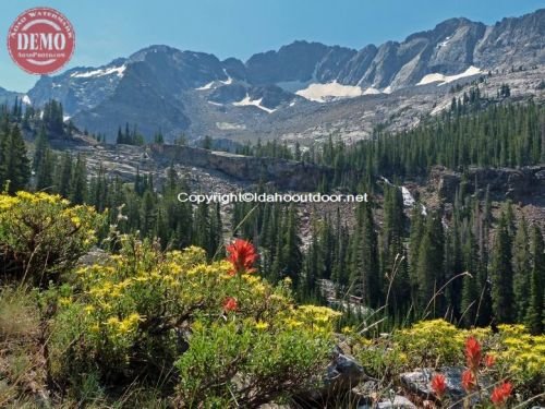 Kane Creek Canyon Wildflowers Pioneers