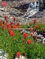 Waterfall Wildflowers Kane Lake