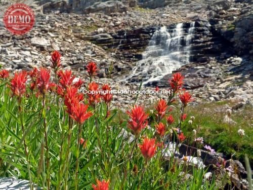 Kane Lake Waterfall Wildflowers