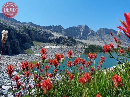 Wildflowers Kane Lake Pioneers