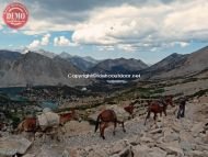 Mule Pack Train Kearsarge Pass Sierras