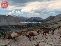 Mule Pack Train Kearsarge Pass Sierras