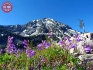 Wildflowers Parks Peak Sawtooths