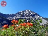 Sawtooths Wildflowers Parks Peak