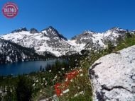 Wildflowers Sawtooths Toxaway Lake