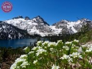 Wildflowers Sawtooth Toxaway Lake