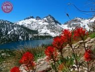 Toxaway Lake Wildflowers Sawtooth