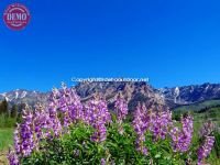Wildflowers Boulder Mountain Wilderness