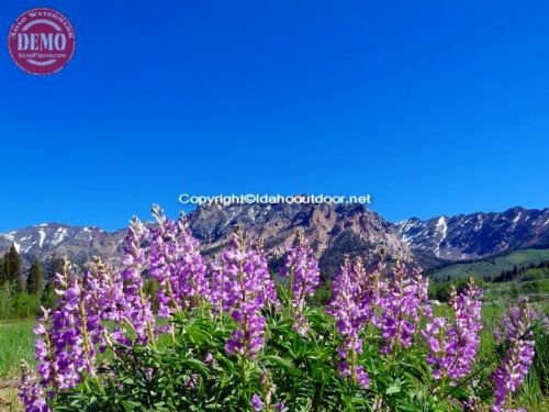 Wildflowers Boulder Mountain Wilderness