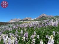 Boulder Mountains Wilderness Wildflowers